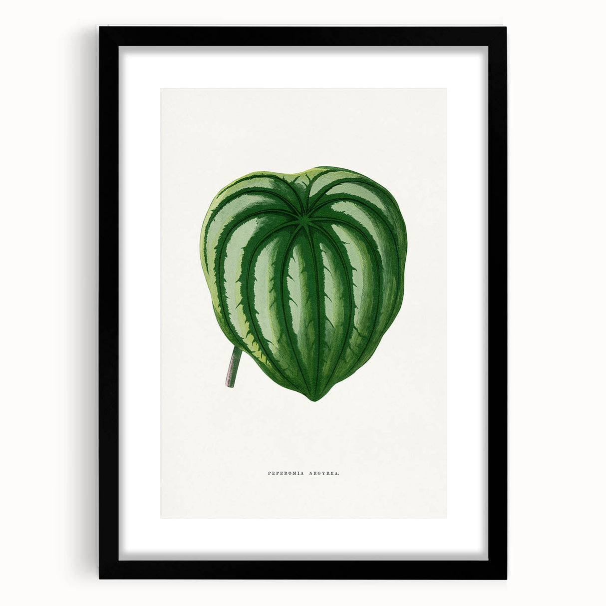 Romanticism Art - Peperomia Argyrea Leaf Illustration on Canvas