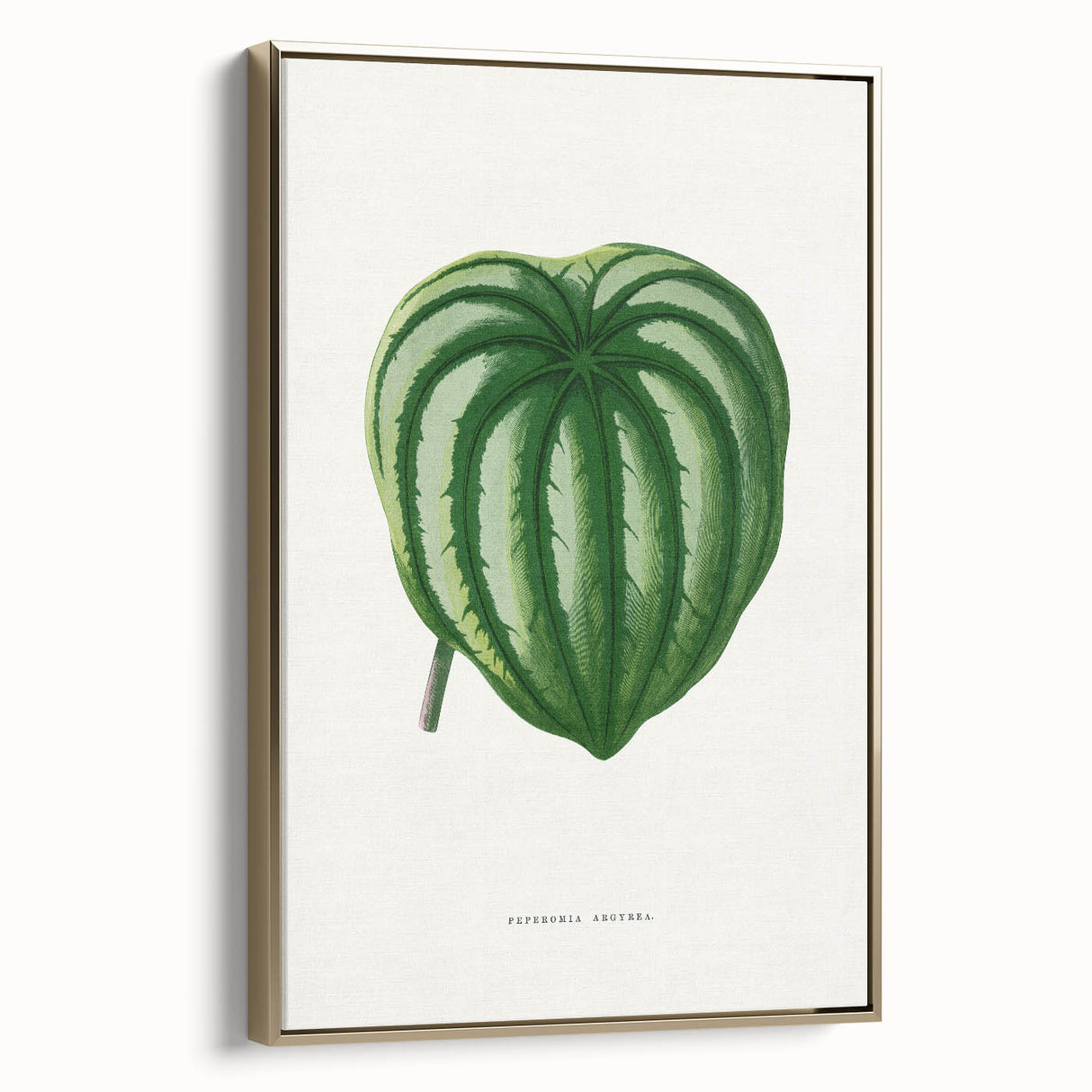 Romanticism Art - Peperomia Argyrea Leaf Illustration on Canvas