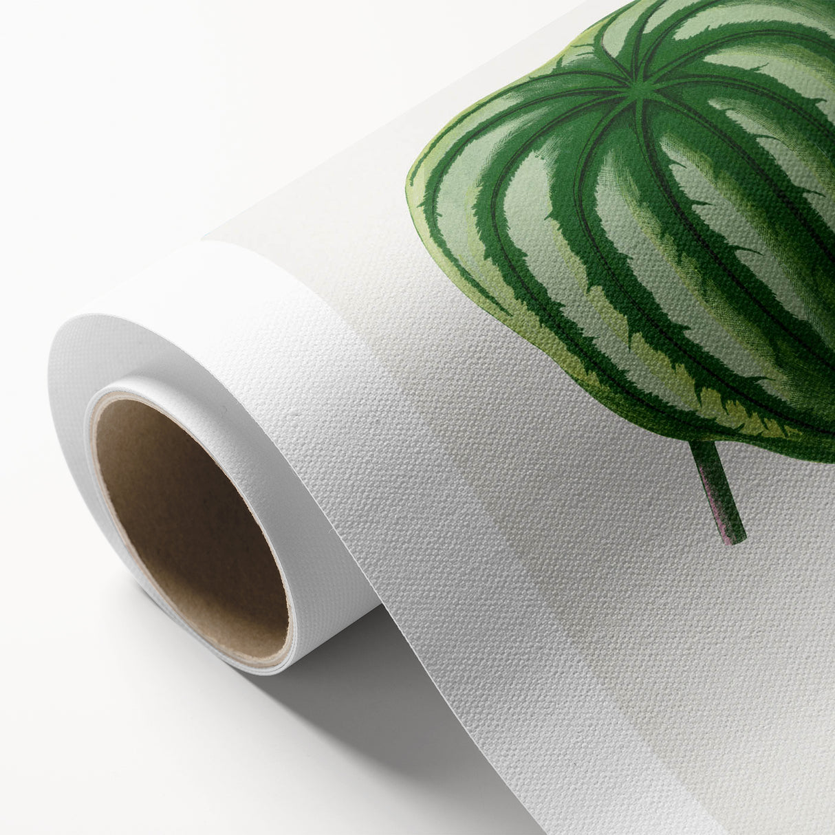 Romanticism Art - Peperomia Argyrea Leaf Illustration on Canvas