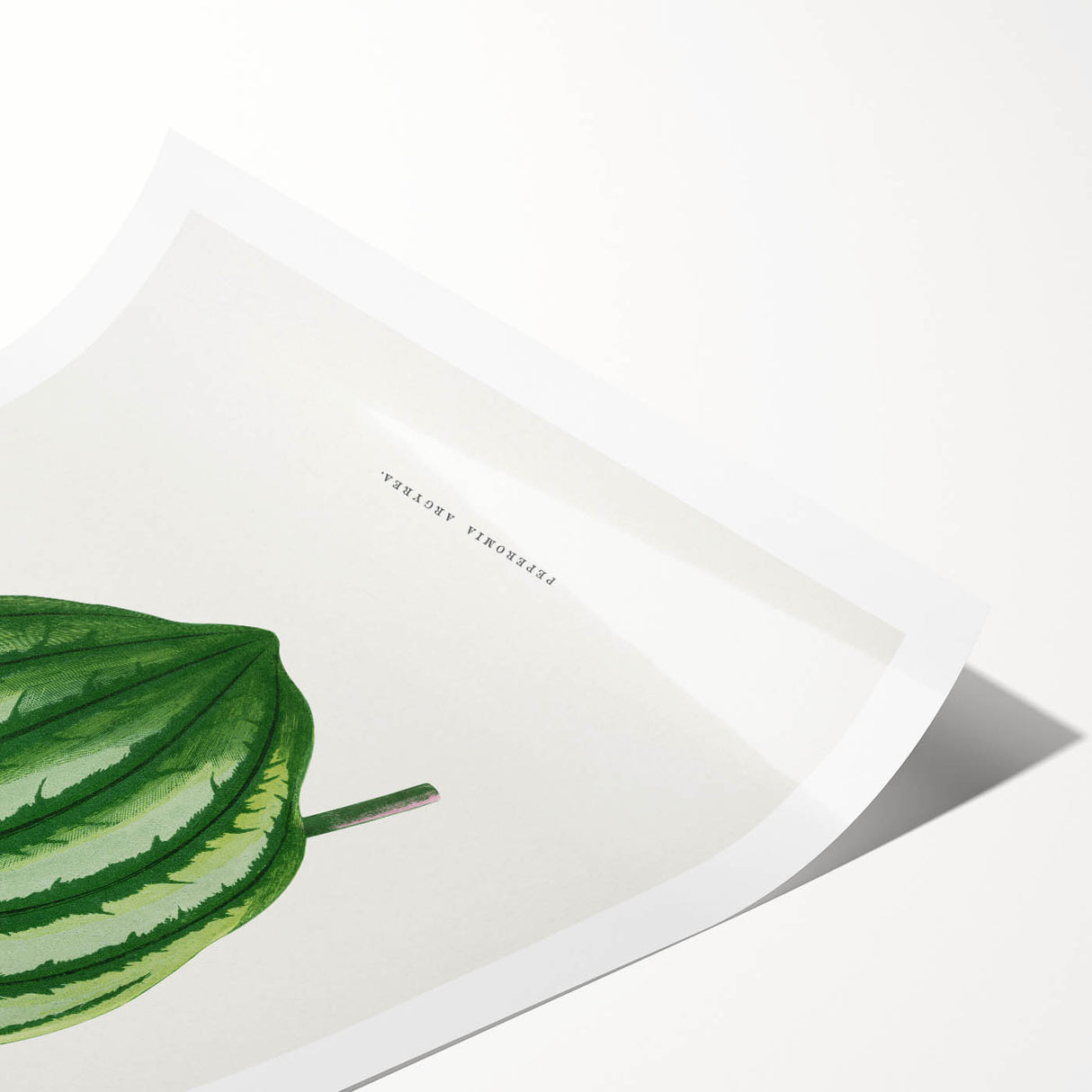 Romanticism Art - Peperomia Argyrea Leaf Illustration on Canvas