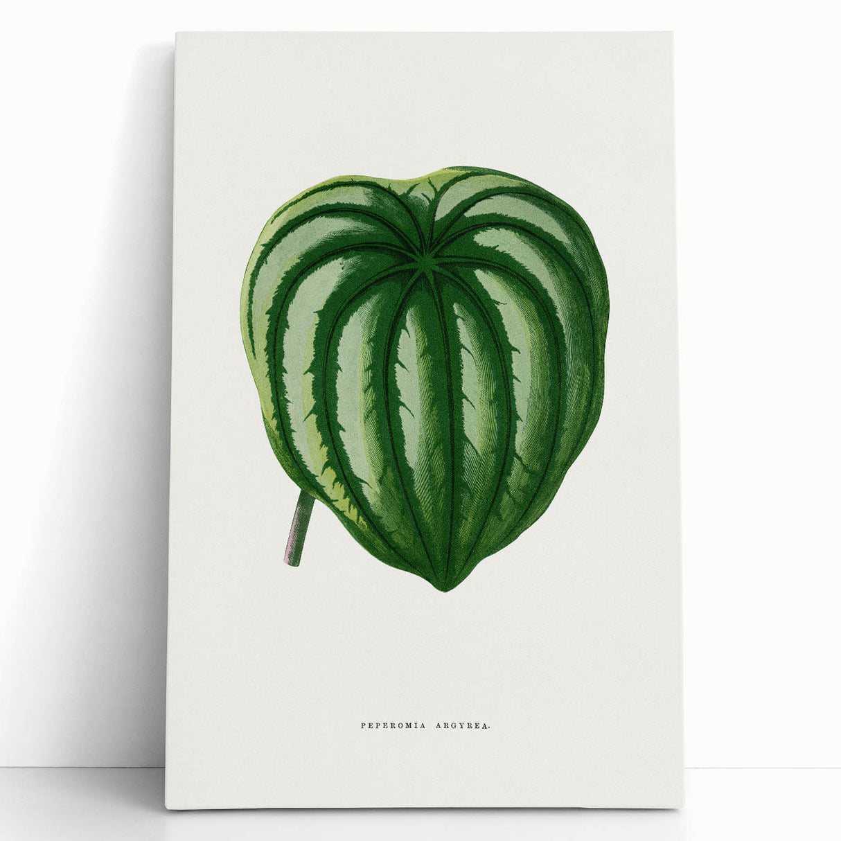 Romanticism Art - Peperomia Argyrea Leaf Illustration on Canvas