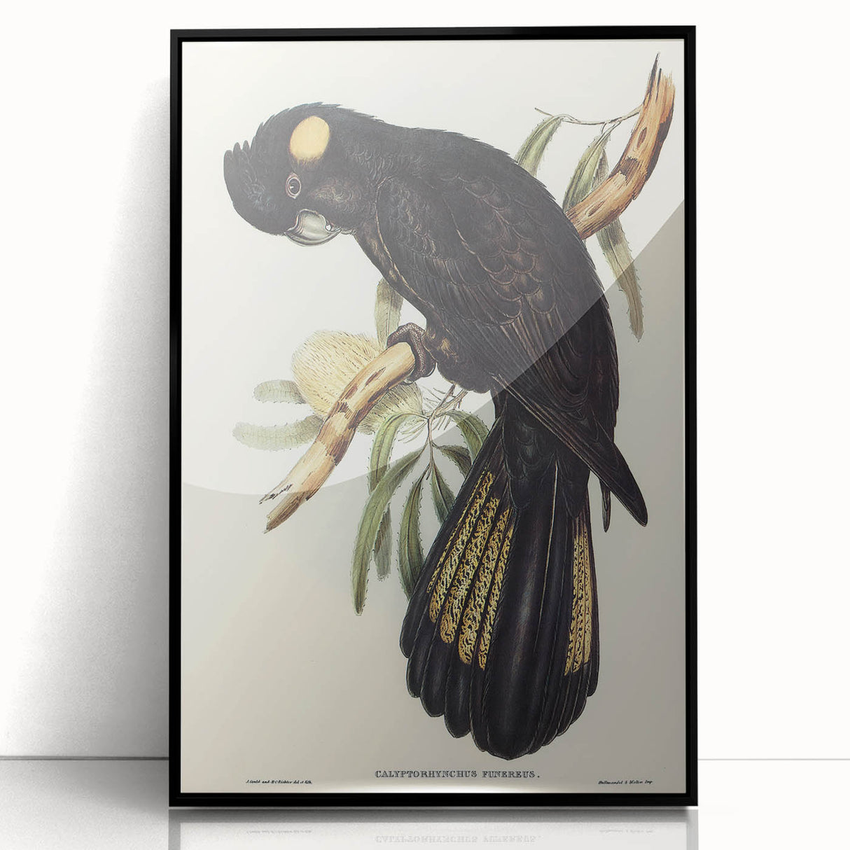 Romanticism Art - Funereal Cockatoo Illustration by Elizabeth Gould