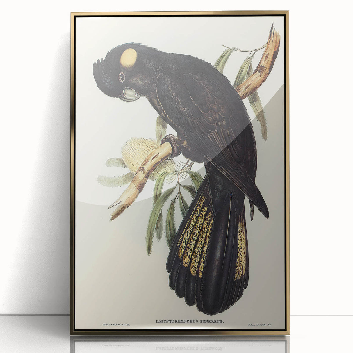 Romanticism Art - Funereal Cockatoo Illustration by Elizabeth Gould