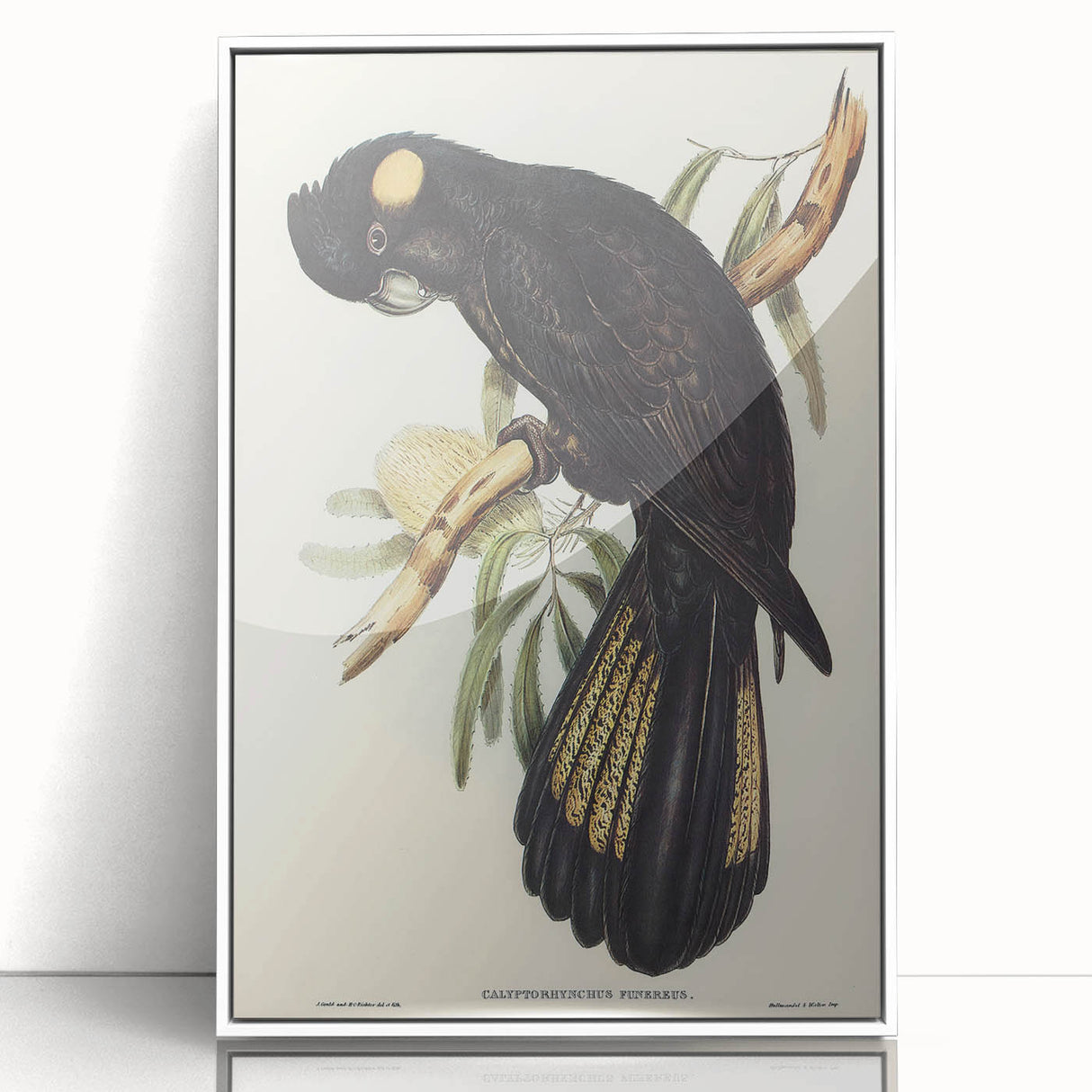 Romanticism Art - Funereal Cockatoo Illustration by Elizabeth Gould