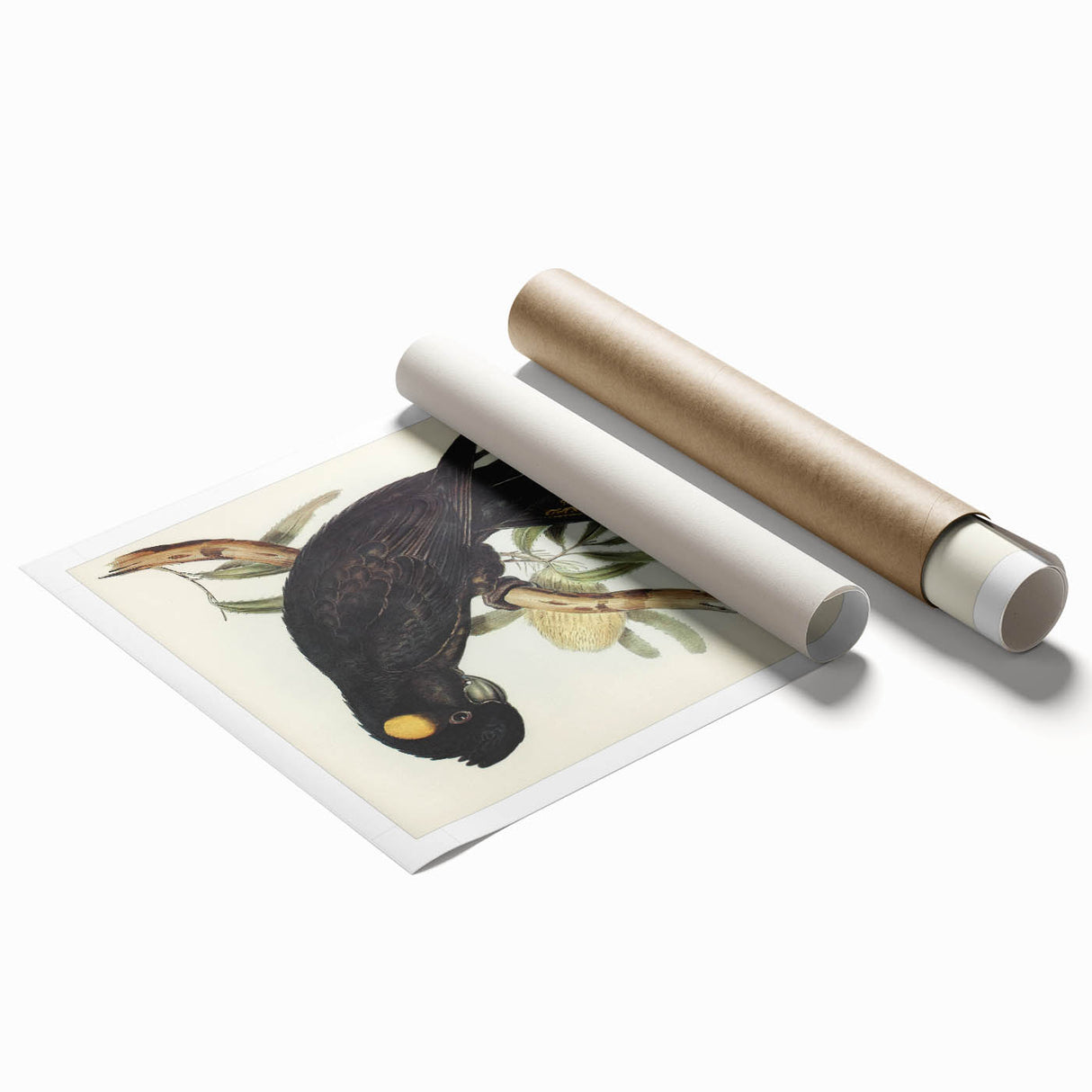 Romanticism Art - Funereal Cockatoo Illustration by Elizabeth Gould