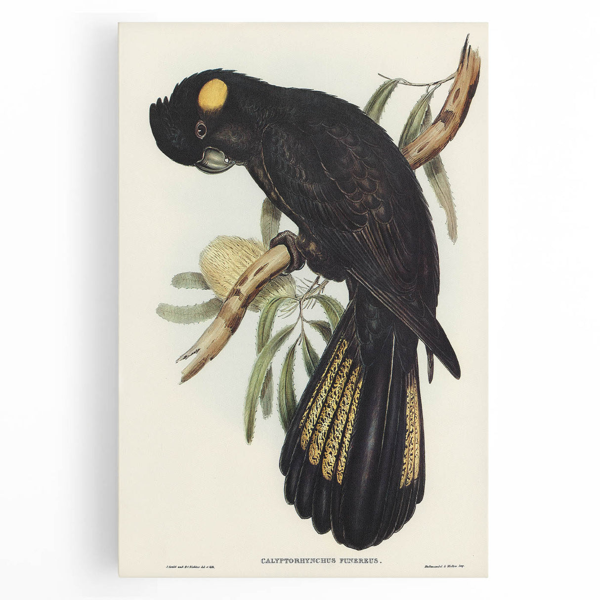 Romanticism Art - Funereal Cockatoo Illustration by Elizabeth Gould