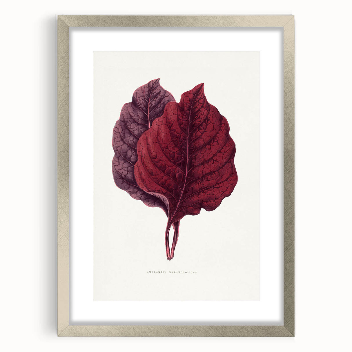 Romanticism Art - Amarantus Melancholicus Leaf Illustration on Canvas