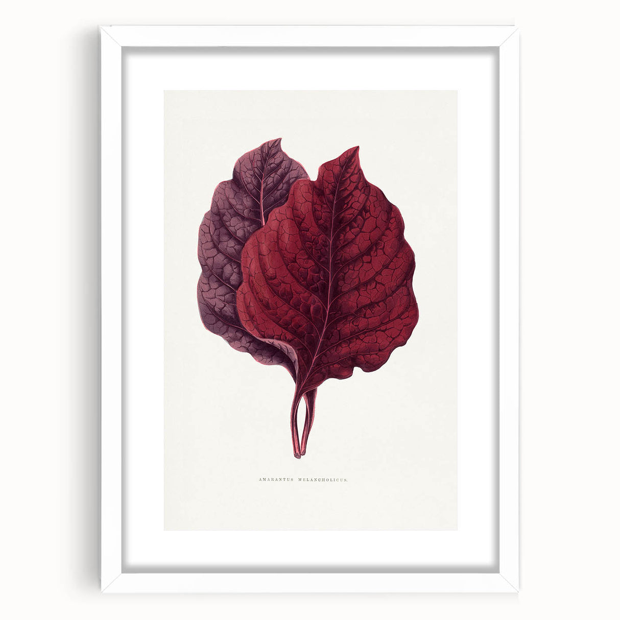Romanticism Art - Amarantus Melancholicus Leaf Illustration on Canvas