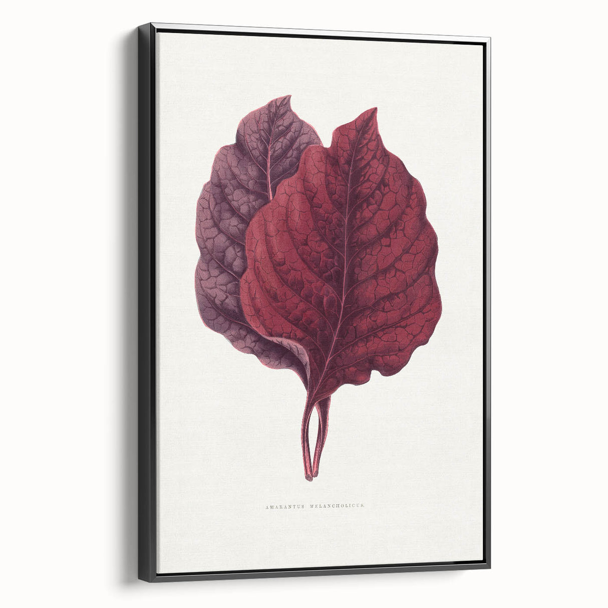 Romanticism Art - Amarantus Melancholicus Leaf Illustration on Canvas
