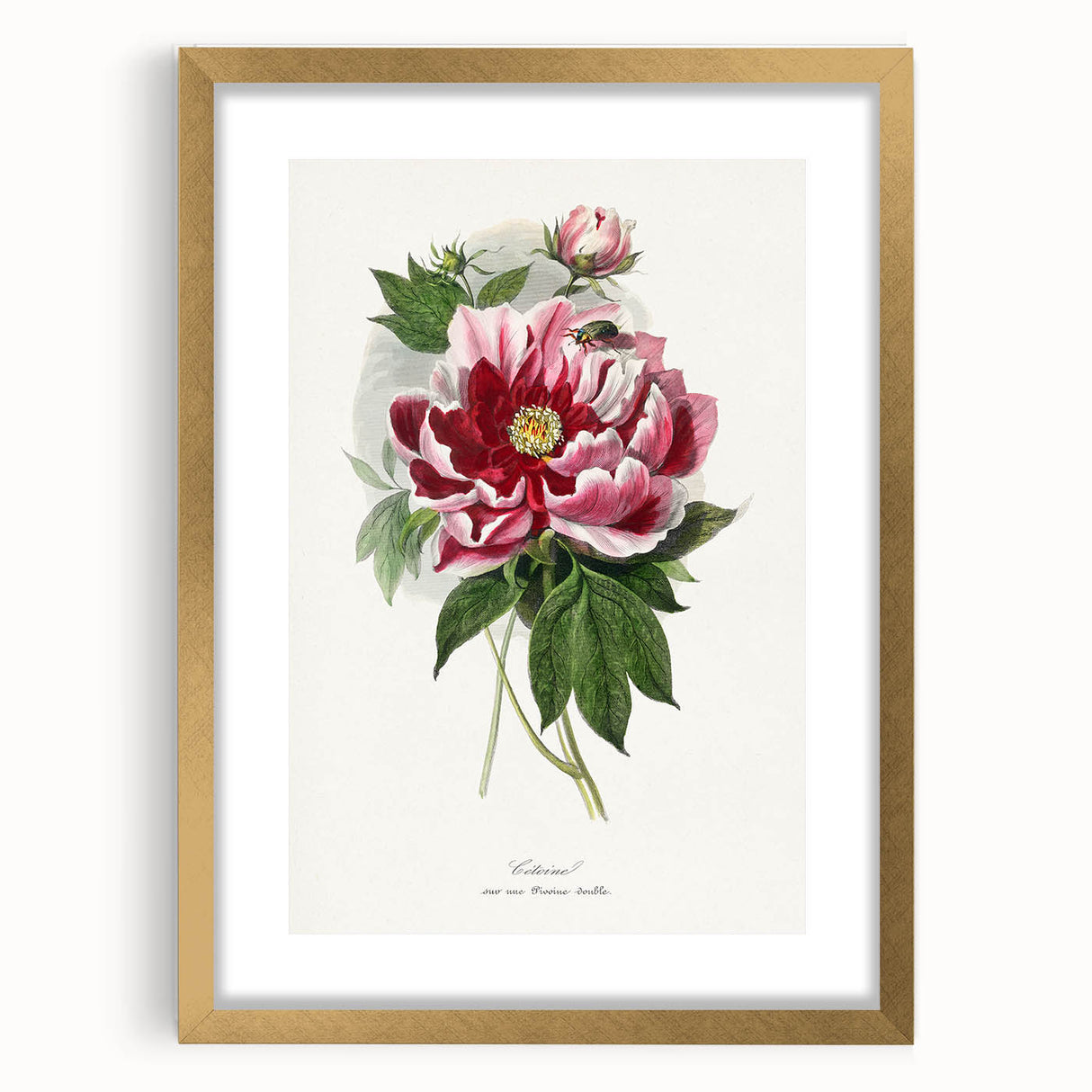 Romanticism Art - Peony Flower Painting on Canvas