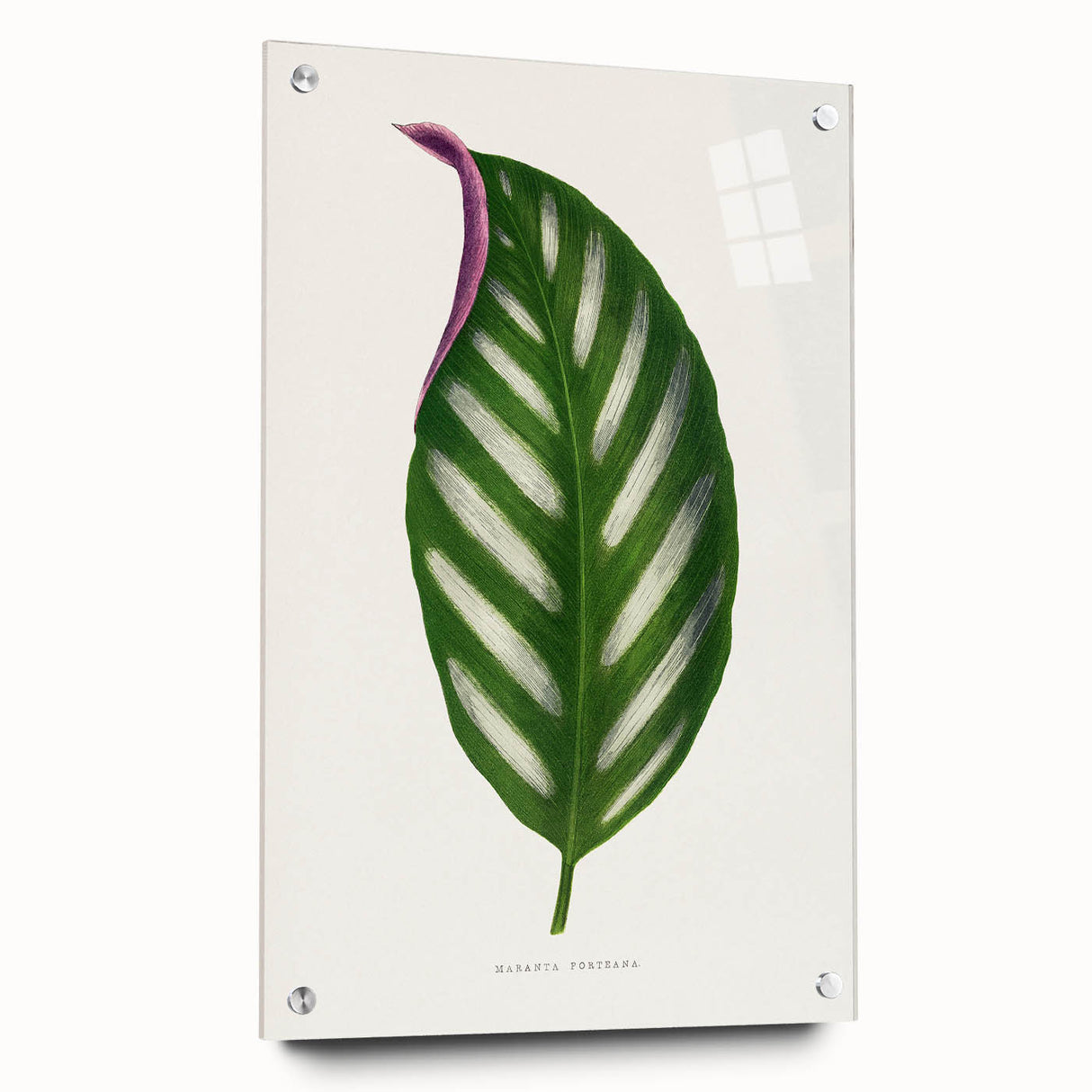 Romanticism Art - Maranta Porteana Leaf Illustration on Canvas