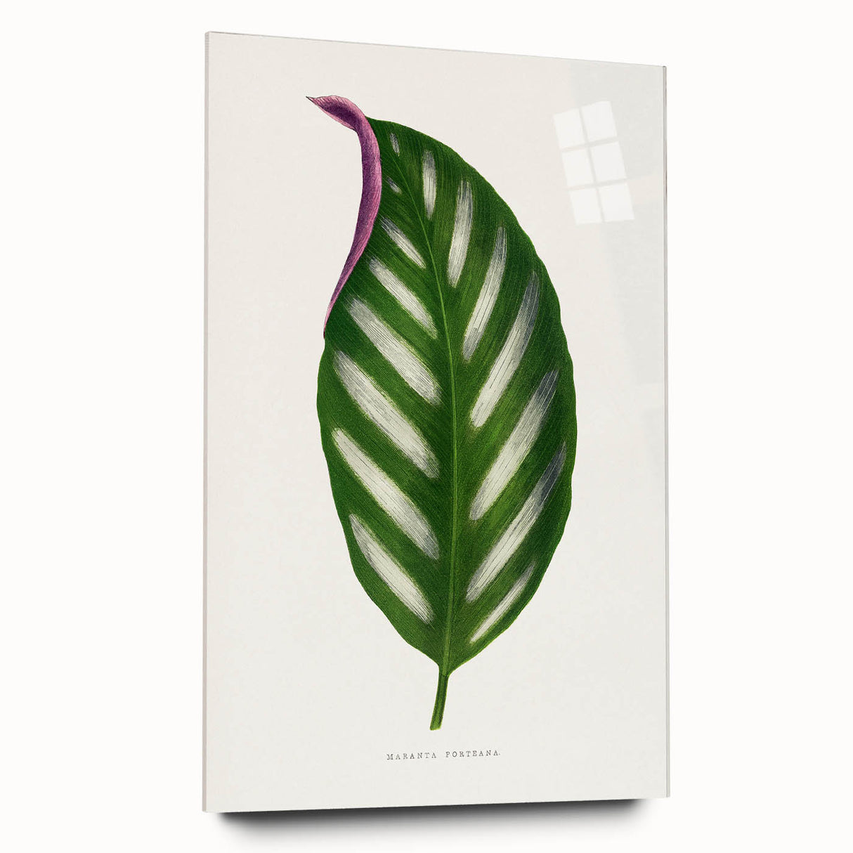 Romanticism Art - Maranta Porteana Leaf Illustration on Canvas