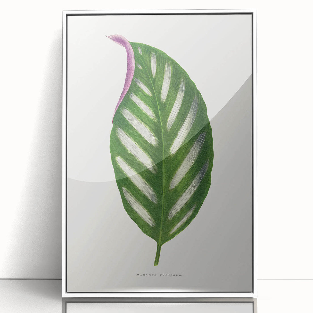 Romanticism Art - Maranta Porteana Leaf Illustration on Canvas
