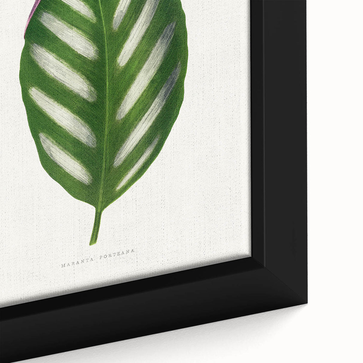 Romanticism Art - Maranta Porteana Leaf Illustration on Canvas