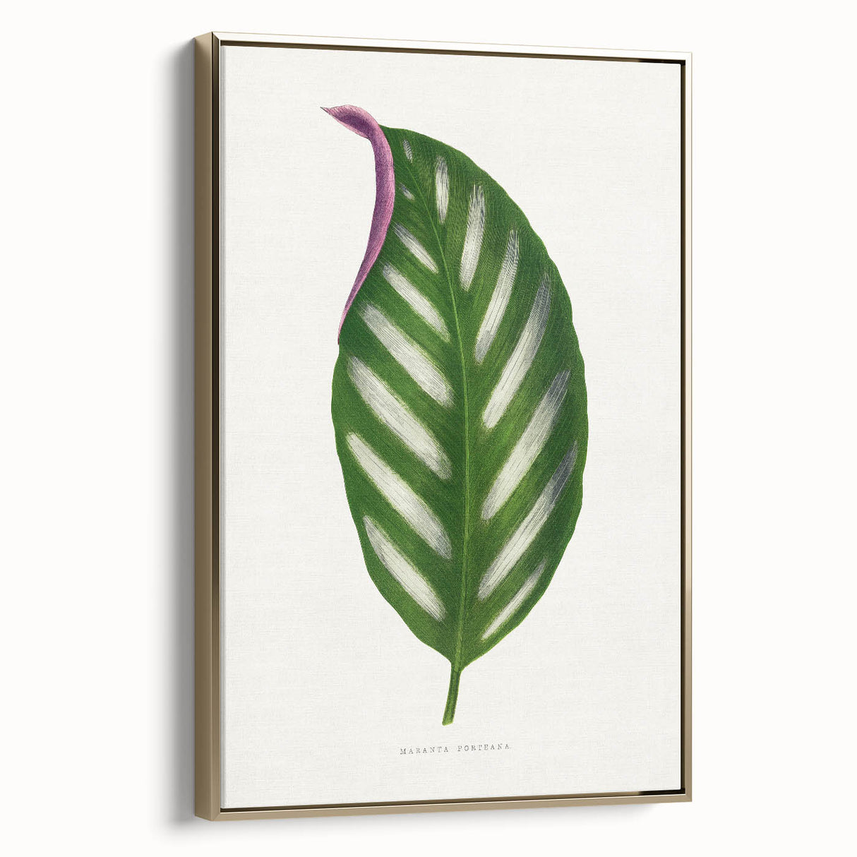 Romanticism Art - Maranta Porteana Leaf Illustration on Canvas