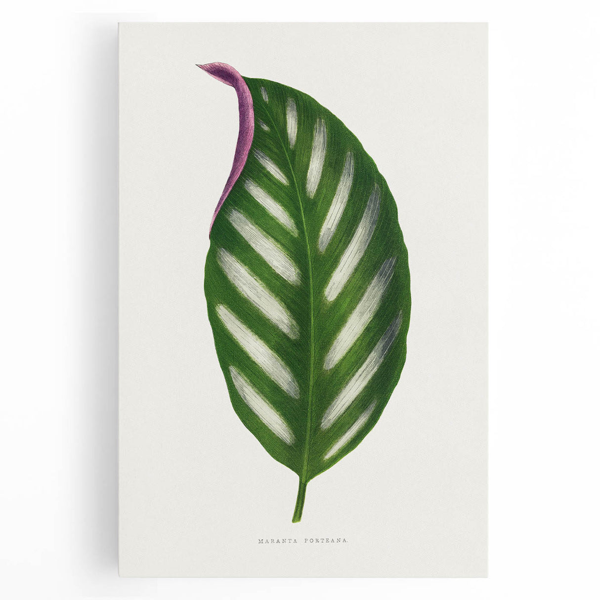 Romanticism Art - Maranta Porteana Leaf Illustration on Canvas
