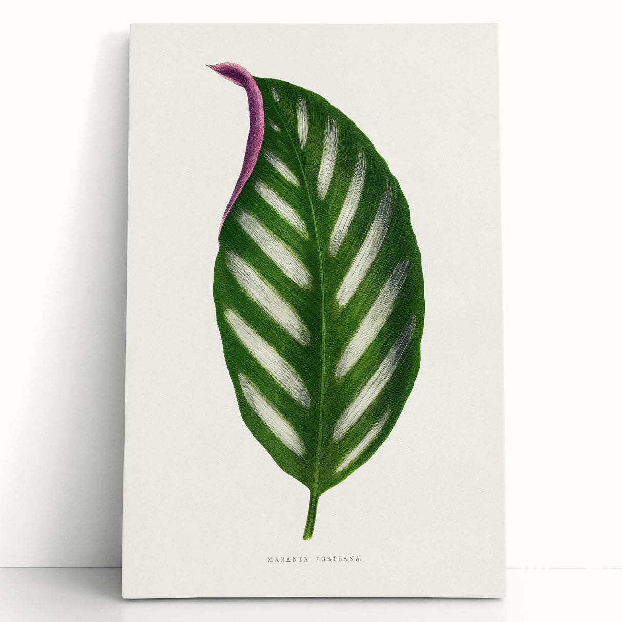 Romanticism Art - Maranta Porteana Leaf Illustration on Canvas