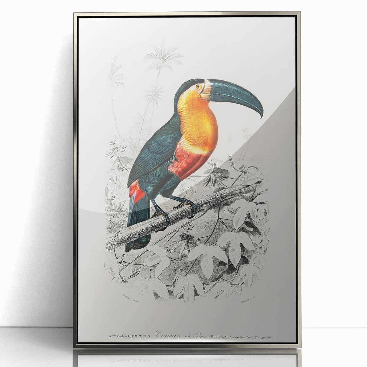 Romanticism Art: Illustrated Toucan by Charles Dessalines D'Orbigny