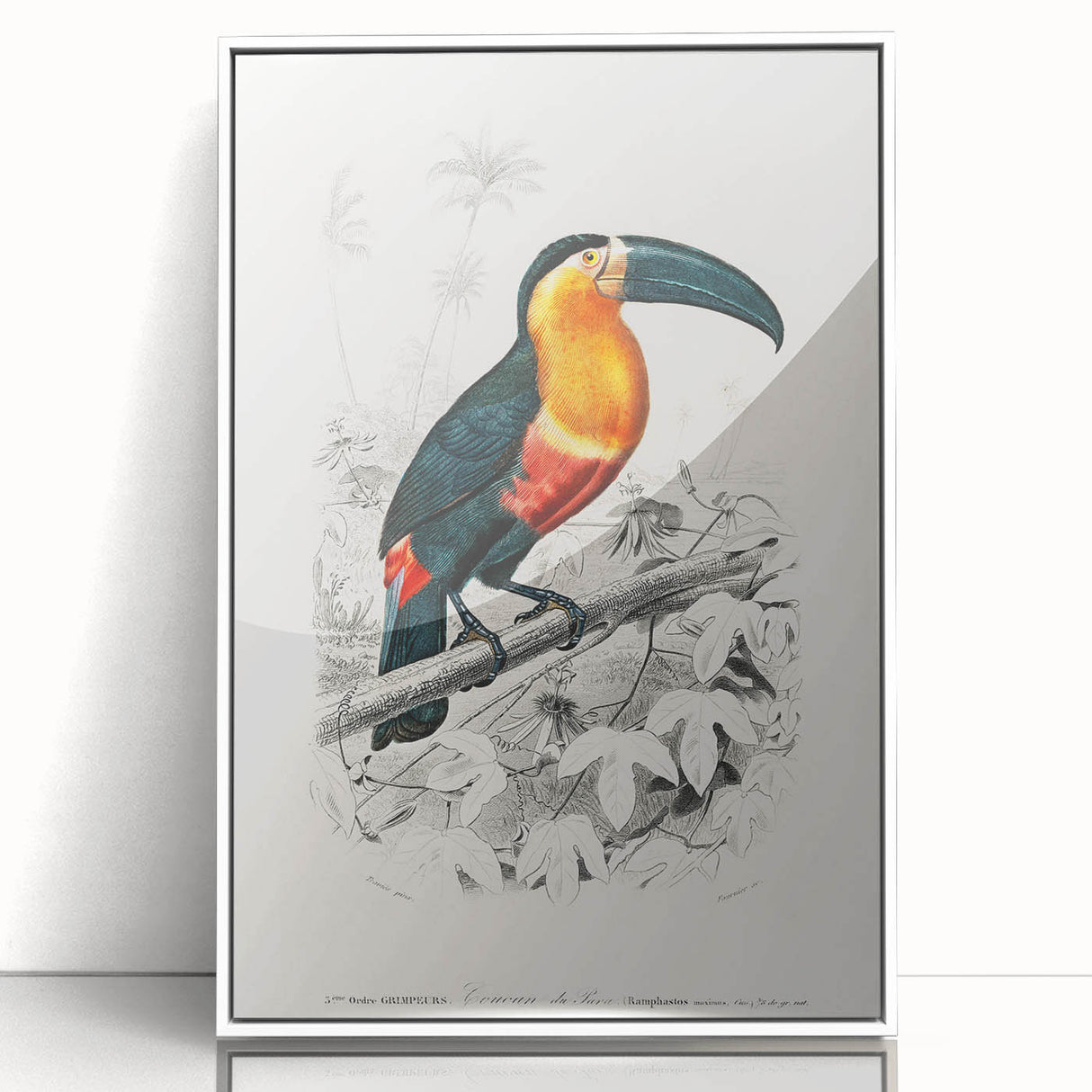 Romanticism Art: Illustrated Toucan by Charles Dessalines D'Orbigny