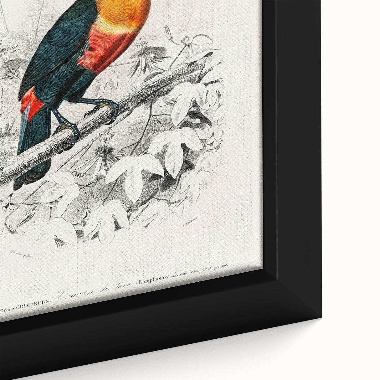 Romanticism Art: Illustrated Toucan by Charles Dessalines D'Orbigny