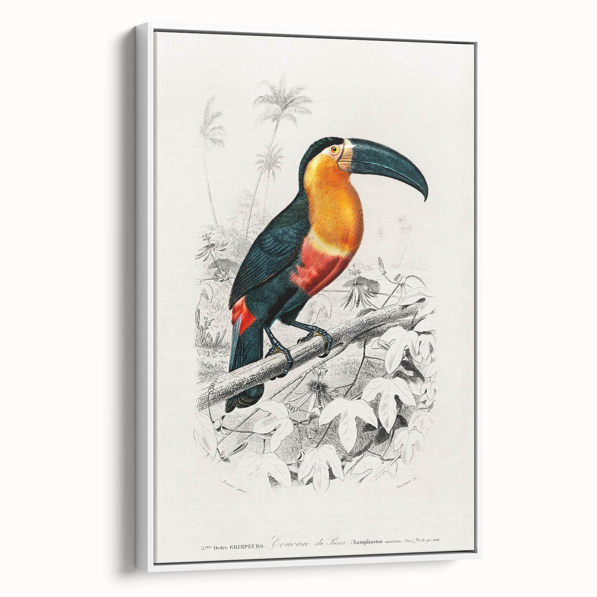 Romanticism Art: Illustrated Toucan by Charles Dessalines D'Orbigny