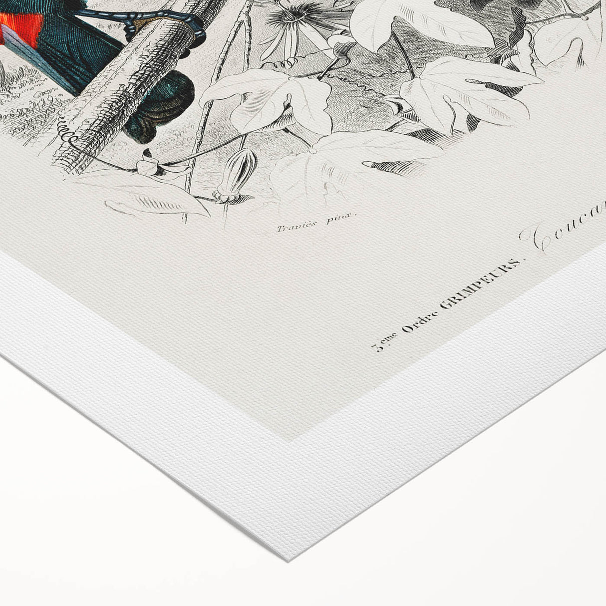 Romanticism Art: Illustrated Toucan by Charles Dessalines D'Orbigny