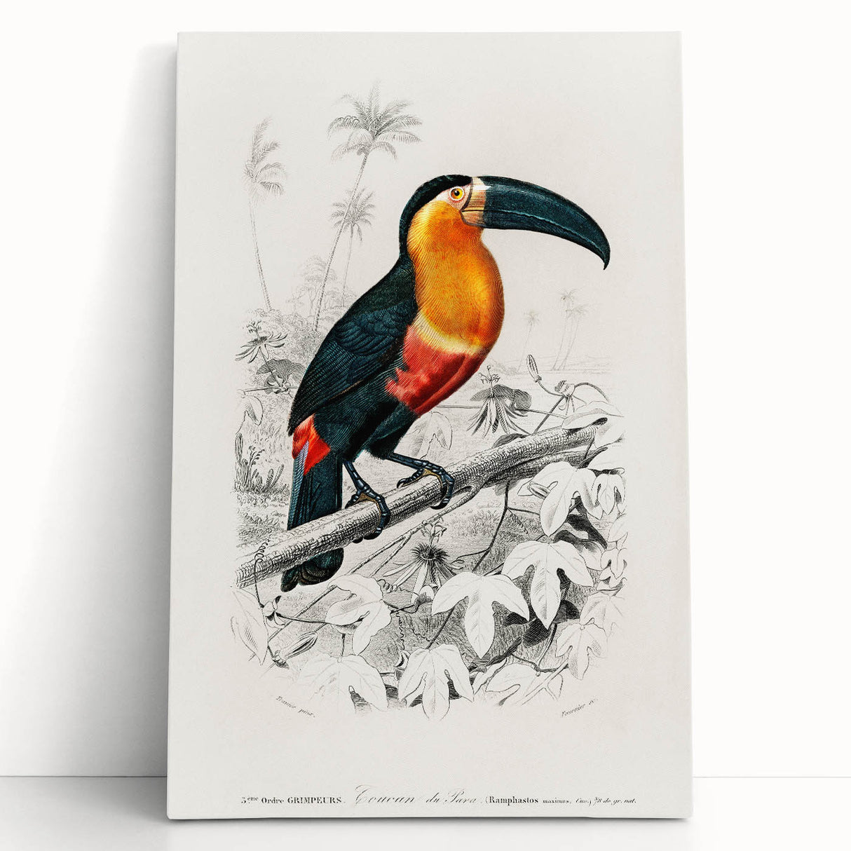 Romanticism Art: Illustrated Toucan by Charles Dessalines D'Orbigny