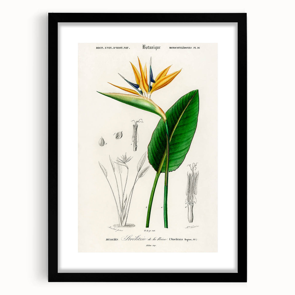 Romanticism Art: Bird of Paradise by Charles Dessalines D'Orbigny