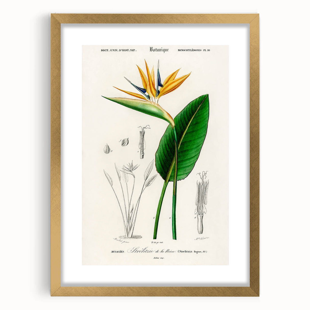 Romanticism Art: Bird of Paradise by Charles Dessalines D'Orbigny