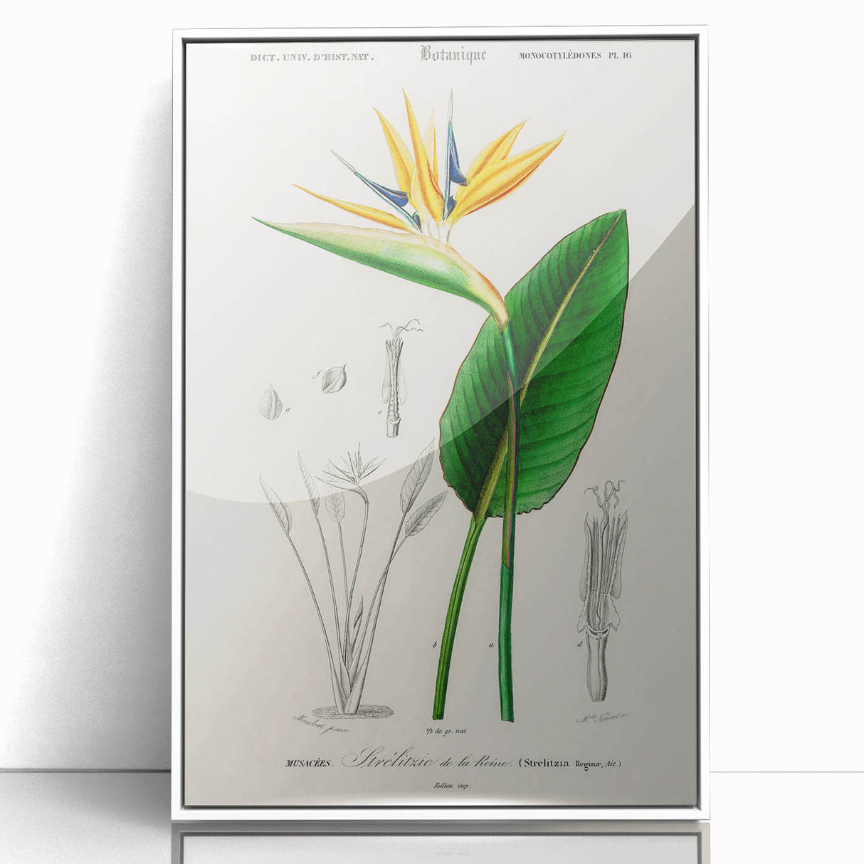 Romanticism Art: Bird of Paradise by Charles Dessalines D'Orbigny