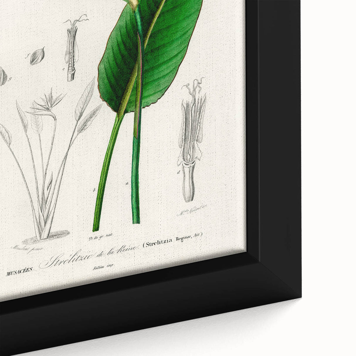 Romanticism Art: Bird of Paradise by Charles Dessalines D'Orbigny