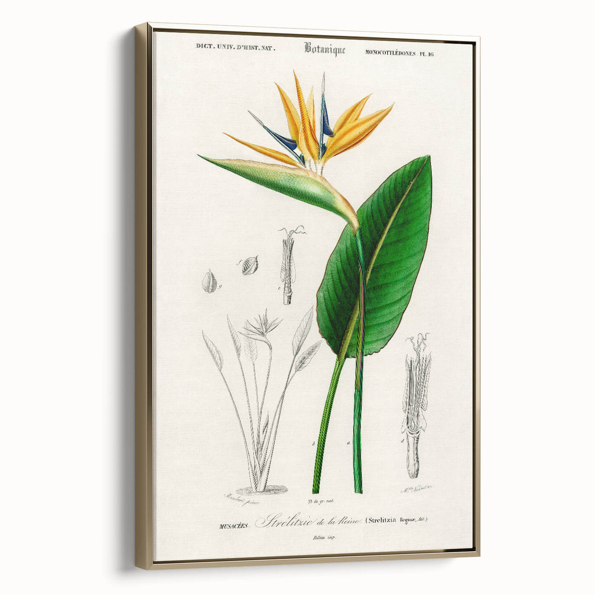 Romanticism Art: Bird of Paradise by Charles Dessalines D'Orbigny