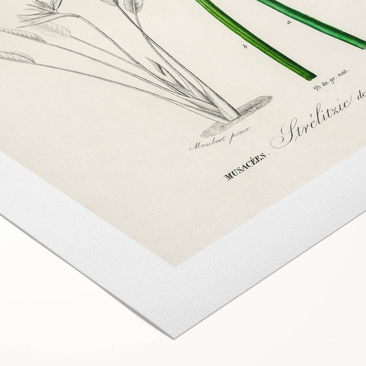 Romanticism Art: Bird of Paradise by Charles Dessalines D'Orbigny