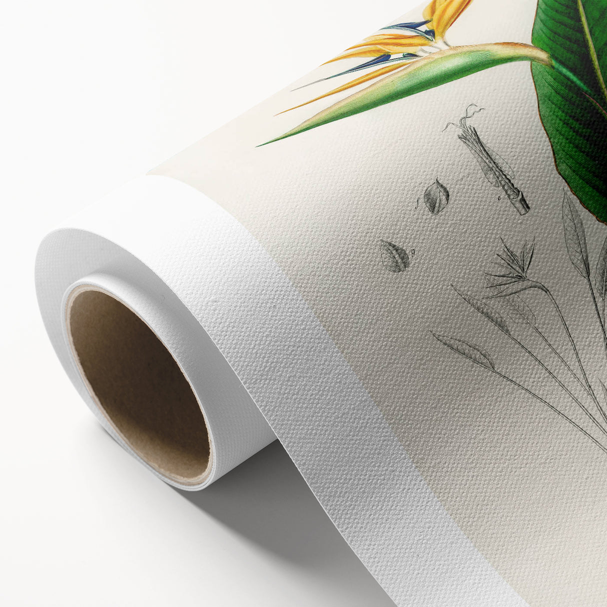 Romanticism Art: Bird of Paradise by Charles Dessalines D'Orbigny