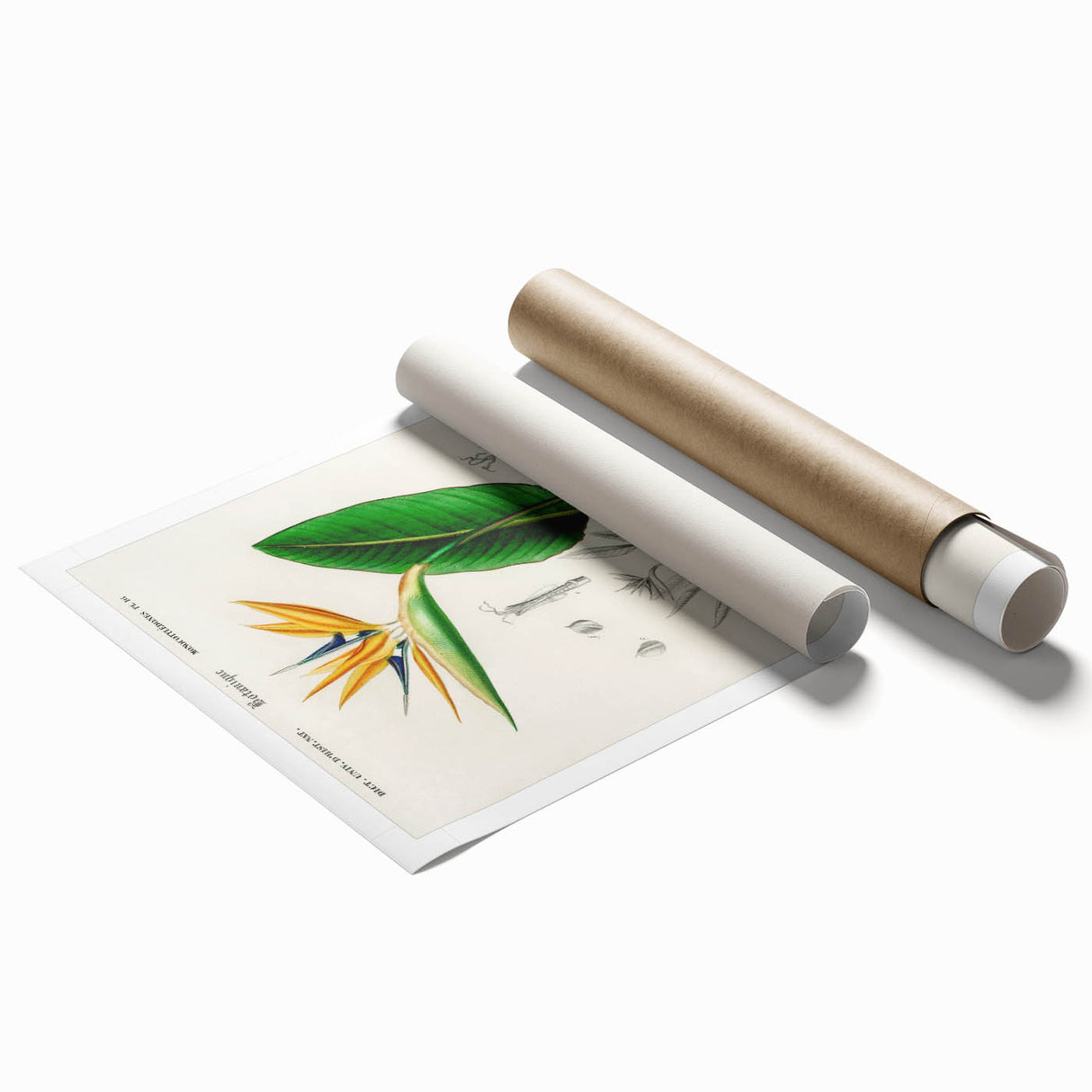 Romanticism Art: Bird of Paradise by Charles Dessalines D'Orbigny