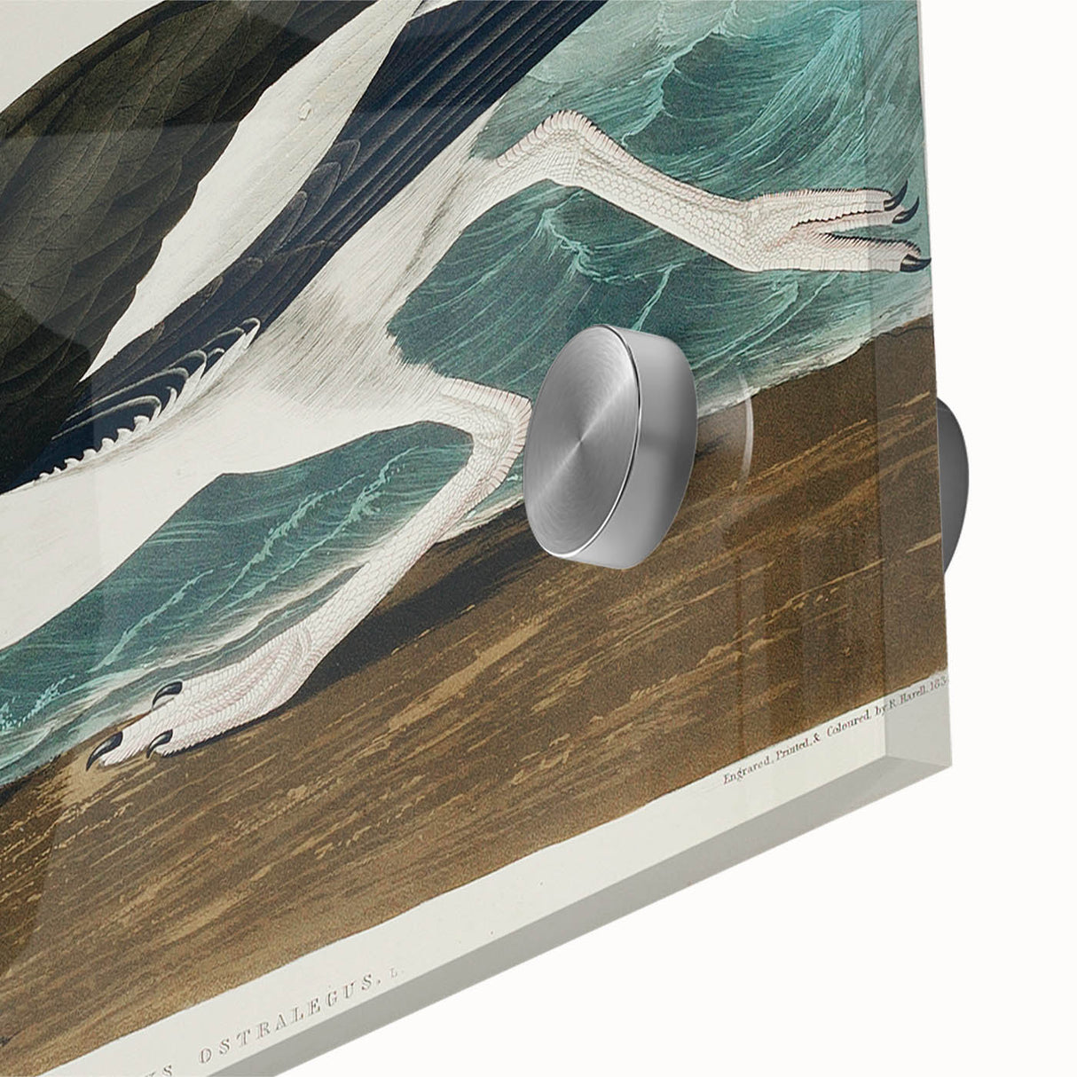 Romanticism Art: Pied Oyster Catcher by John James Audubon