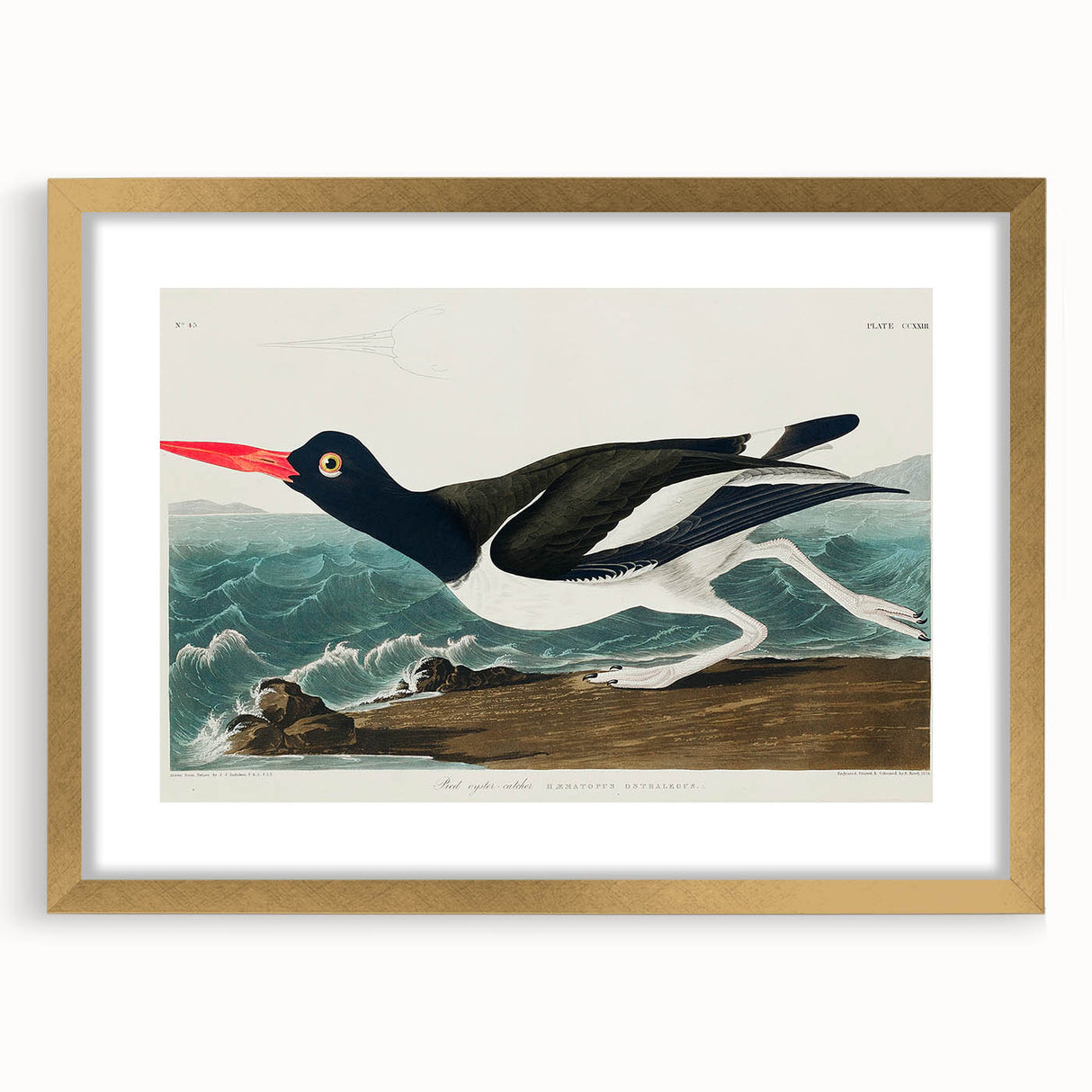 Romanticism Art: Pied Oyster Catcher by John James Audubon