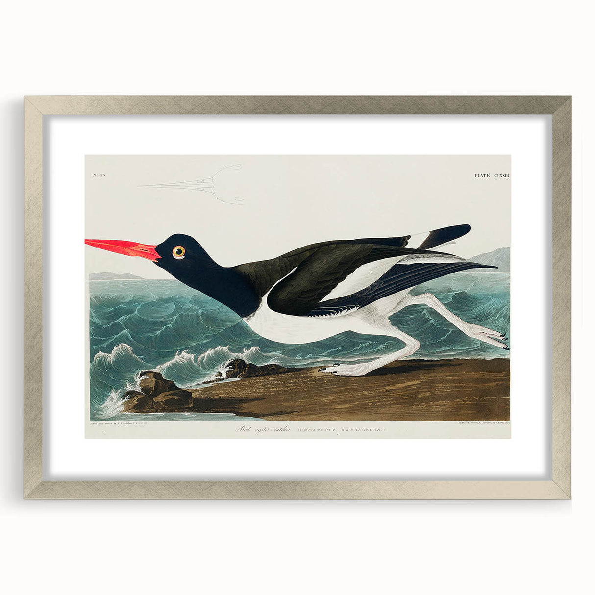 Romanticism Art: Pied Oyster Catcher by John James Audubon