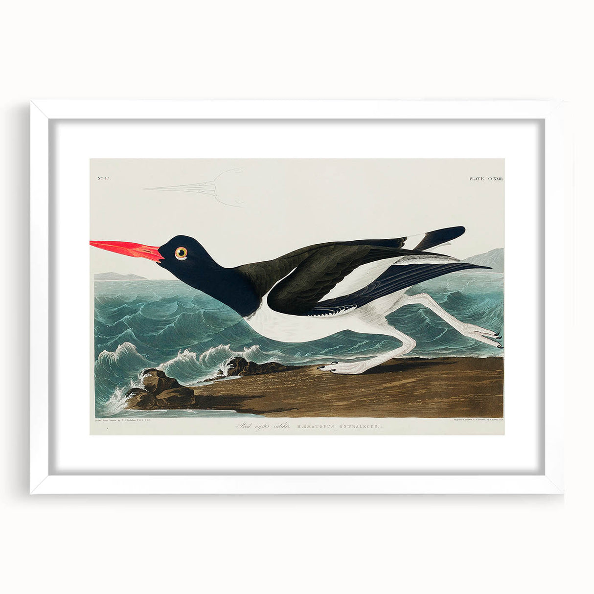 Romanticism Art: Pied Oyster Catcher by John James Audubon