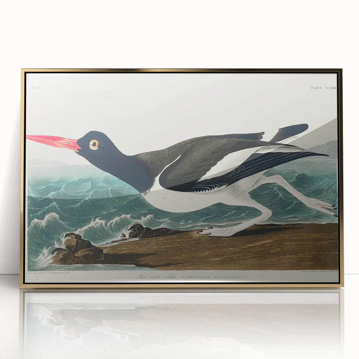 Romanticism Art: Pied Oyster Catcher by John James Audubon