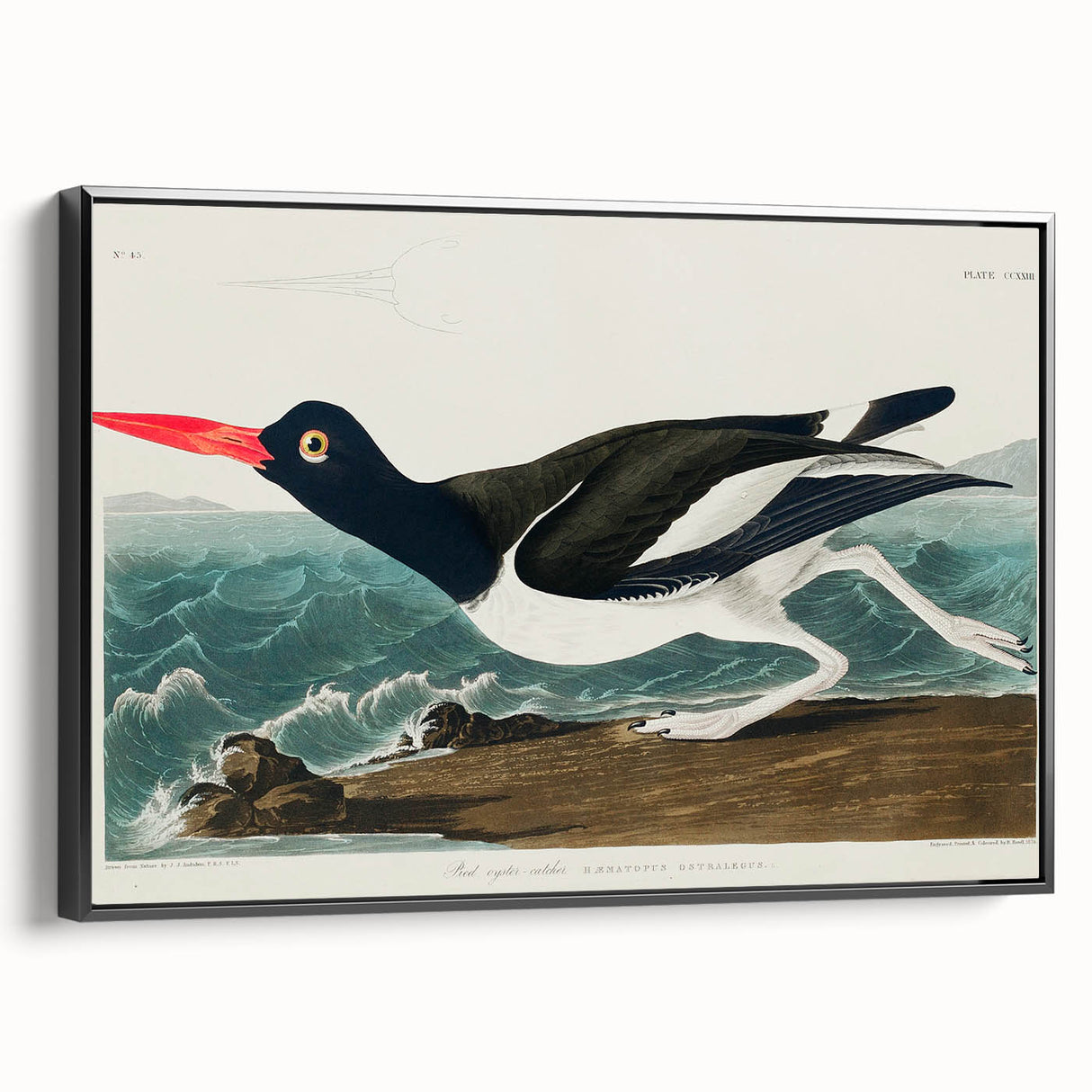 Romanticism Art: Pied Oyster Catcher by John James Audubon