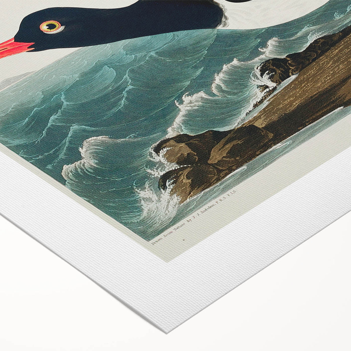 Romanticism Art: Pied Oyster Catcher by John James Audubon