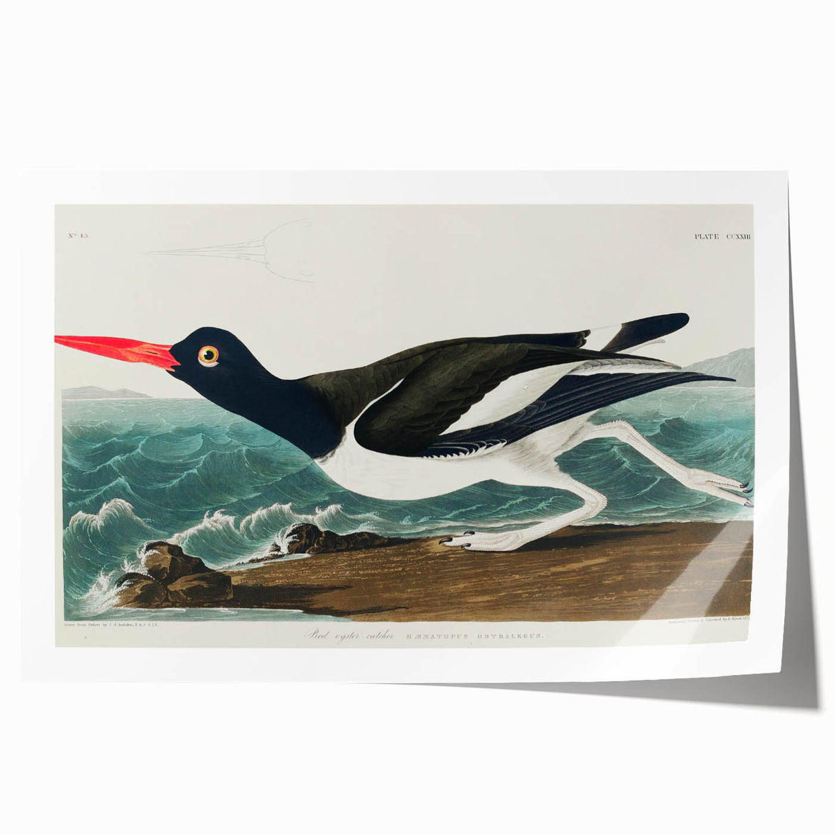 Romanticism Art: Pied Oyster Catcher by John James Audubon