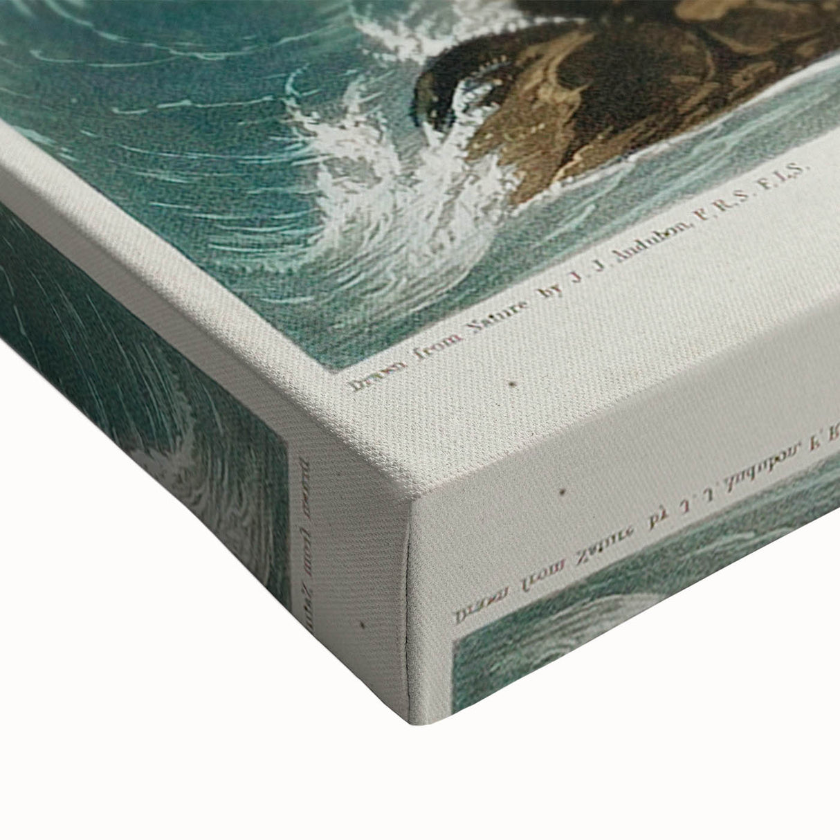 Romanticism Art: Pied Oyster Catcher by John James Audubon