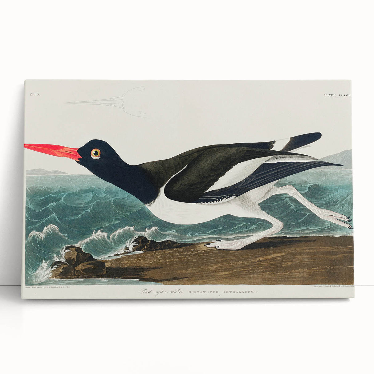 Romanticism Art: Pied Oyster Catcher by John James Audubon