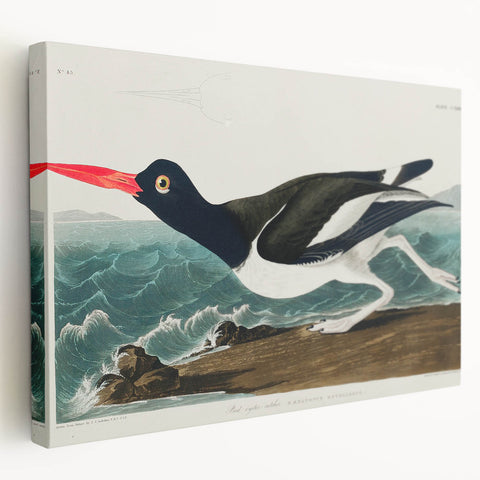 Romanticism Art: Pied Oyster Catcher by John James Audubon