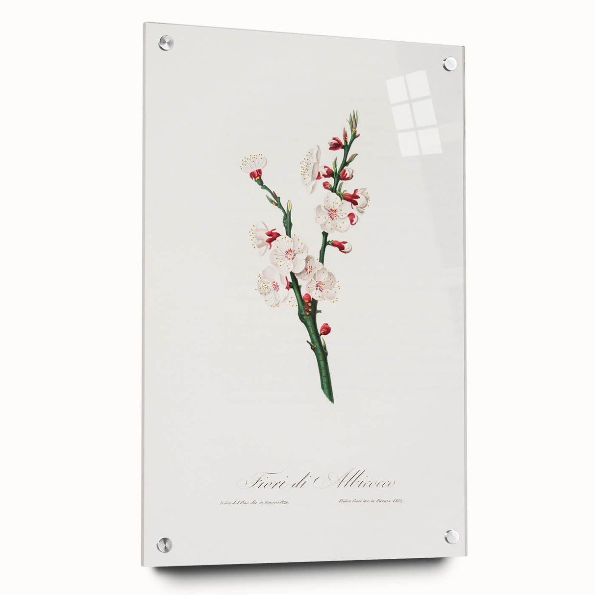 Romanticism Art: Apricot Blossom by Giorgio Gallesio