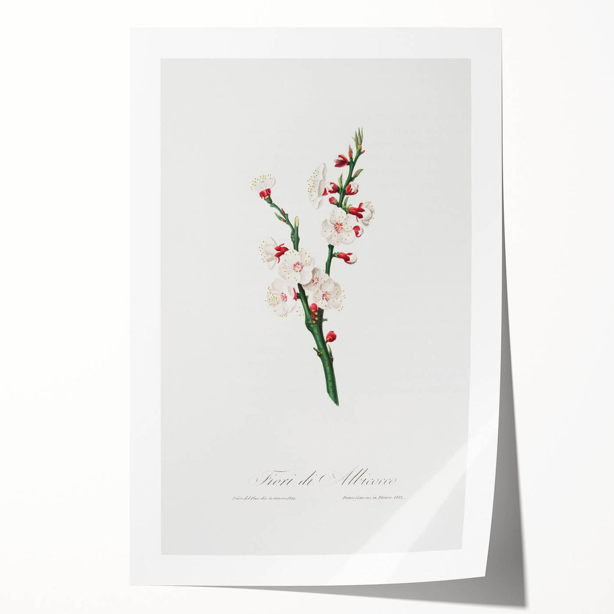 Romanticism Art: Apricot Blossom by Giorgio Gallesio