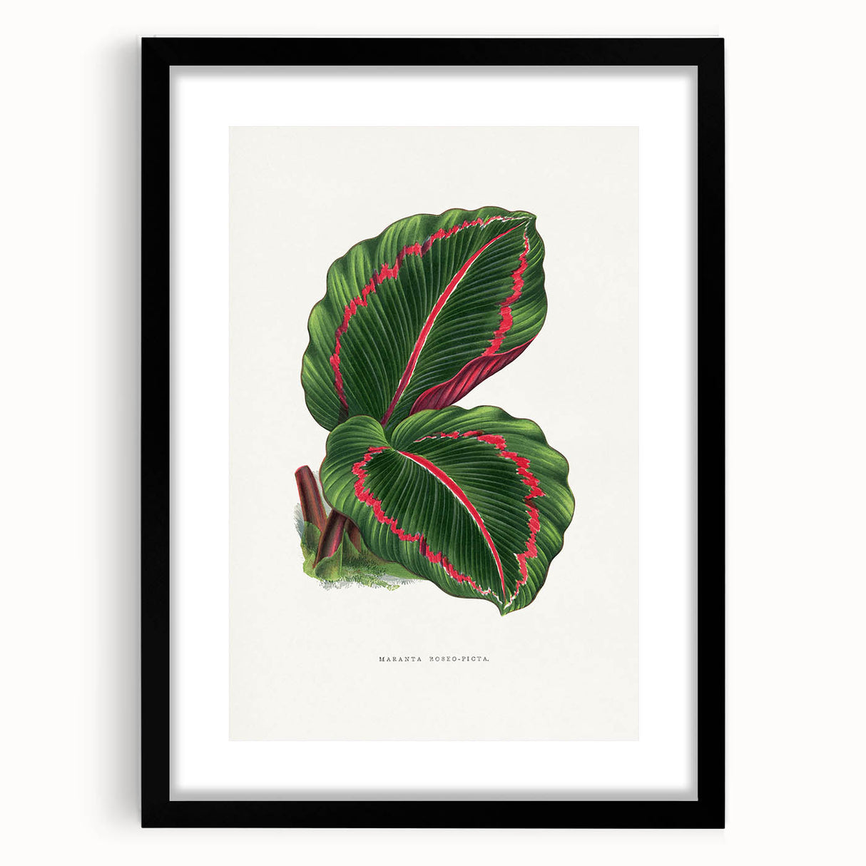 Romanticism Art: Green Corona Plant by Lydon & Fawsett