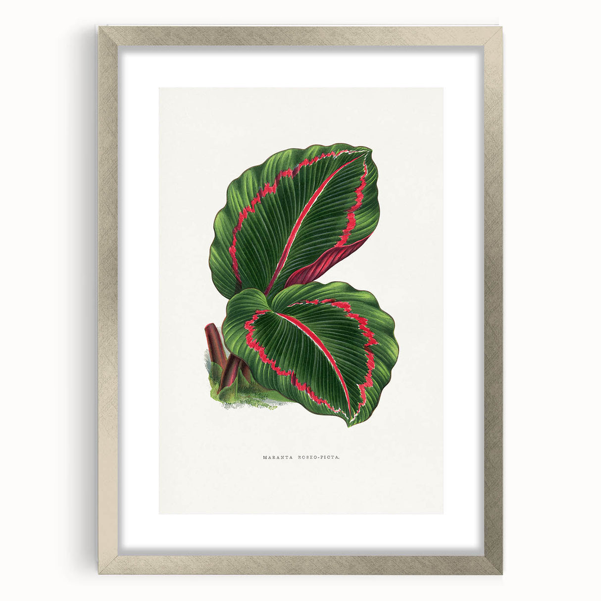 Romanticism Art: Green Corona Plant by Lydon & Fawsett